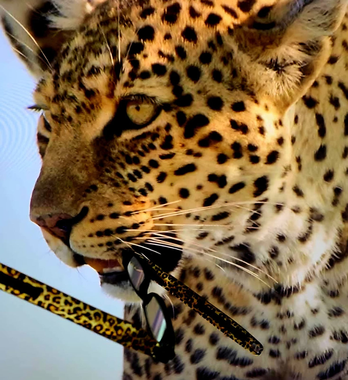 Figoline Wild Leopard